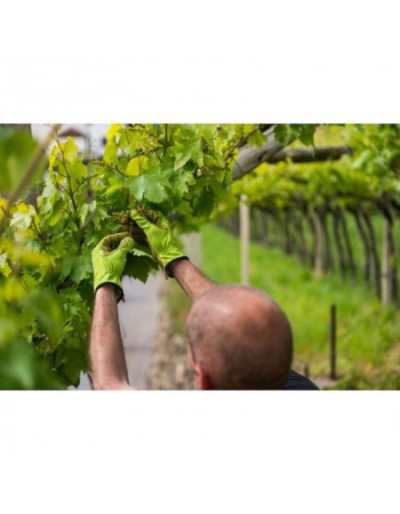 Gants de jardin 10 / L