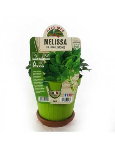 Potted Melissa Plant
