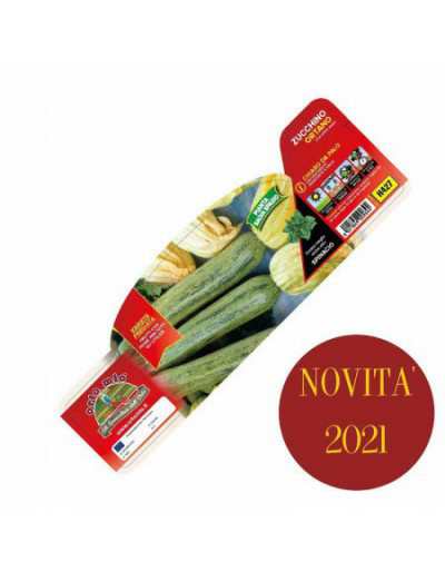 Sei Piante di Zucchino...