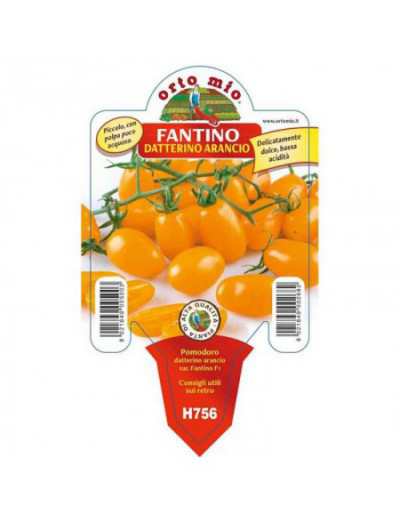 Fantino F1 Orange Datterino...