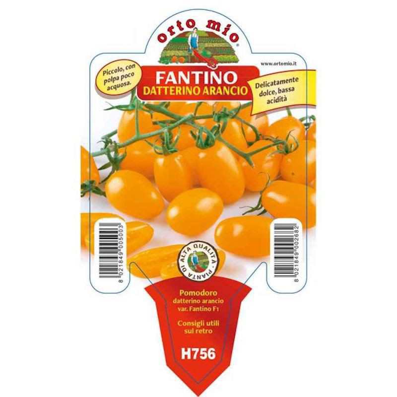 Fantino F1 Orange Datterino...