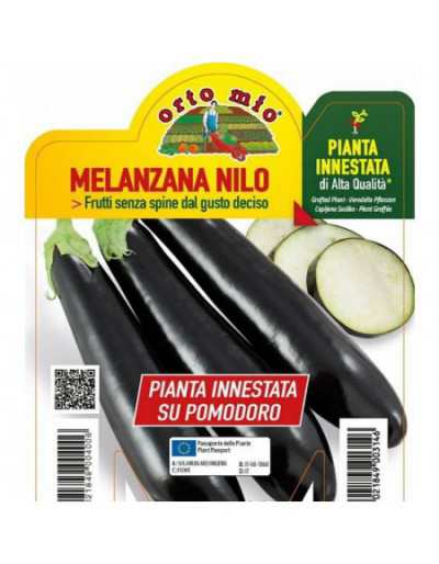 Lange zwarte aubergineplant...