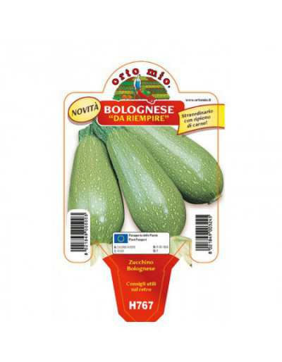 Pianta di Zucchino...