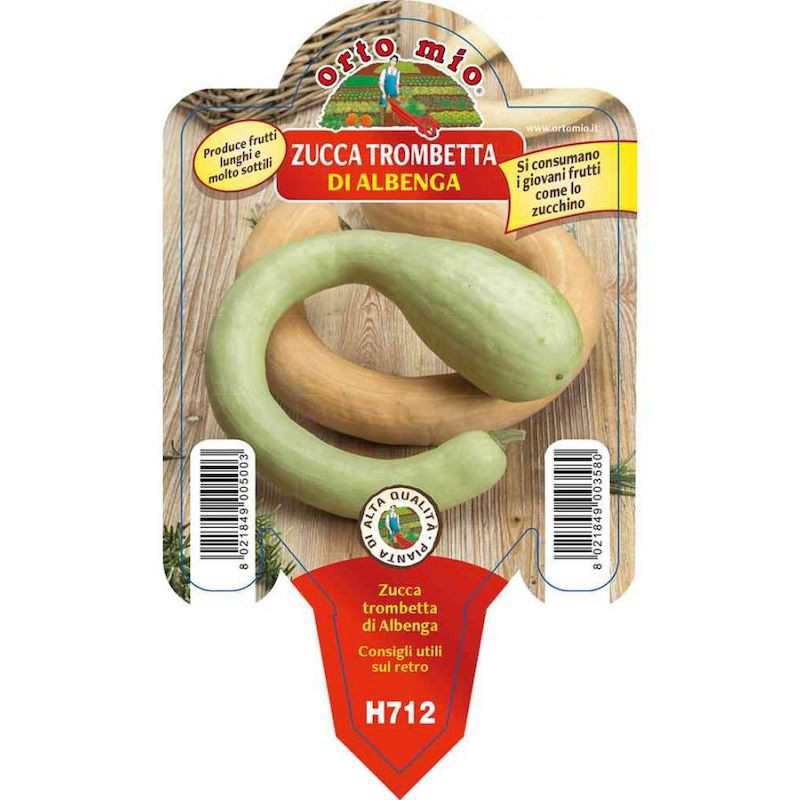 Pianta di Zucca Trombetta...