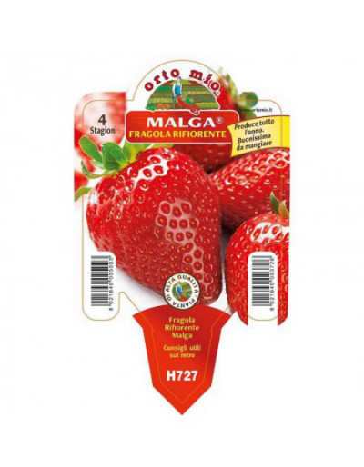 Malga Remontant Strawberry...