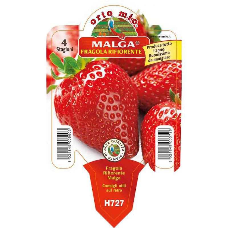 Pianta di Fragola...