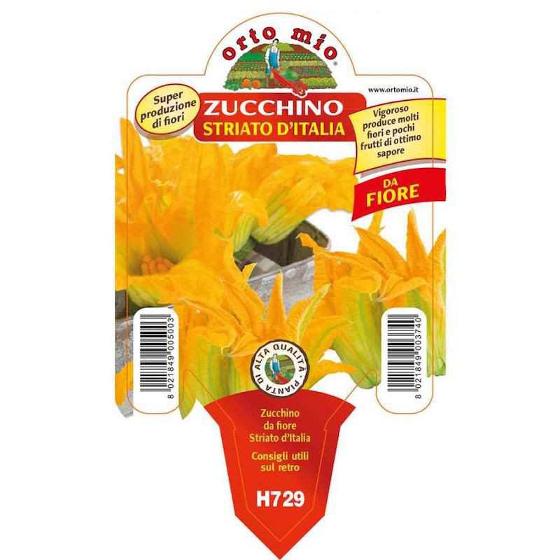 Pianta di Zucchino da Fiore...