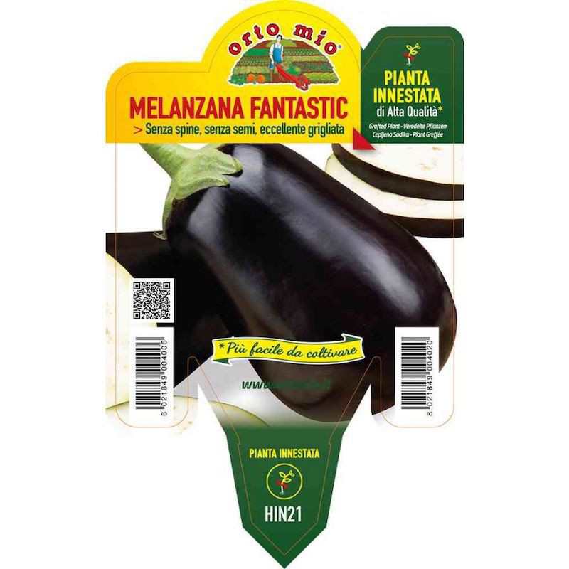 Round Black Eggplant Plant...