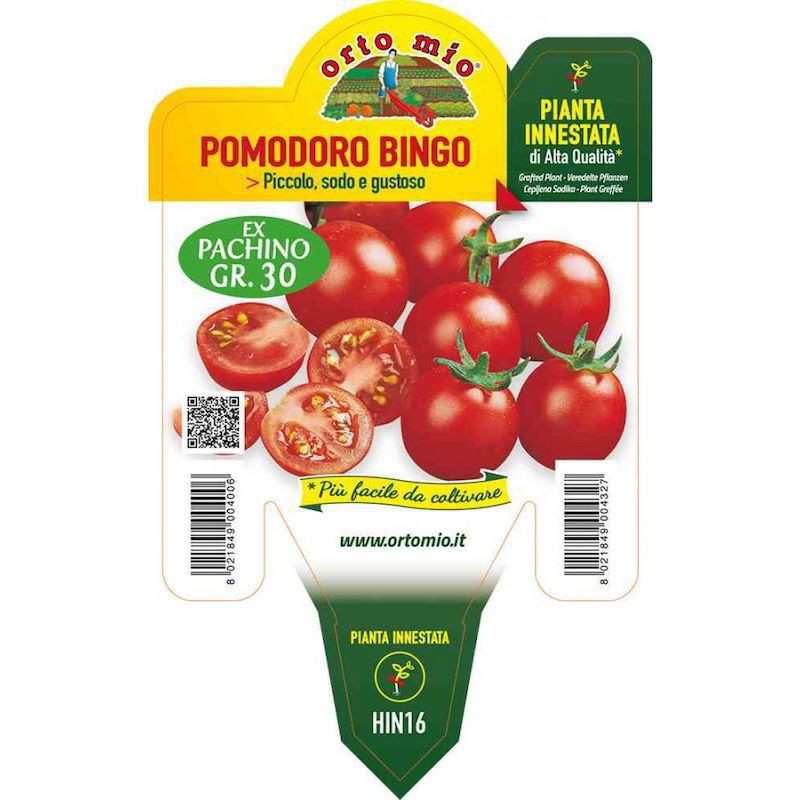 Bingo Cherry Grafted Tomato...