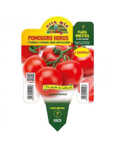 Ympad tomatplanta i vas