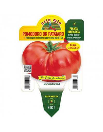 Planta de tomate injertado...