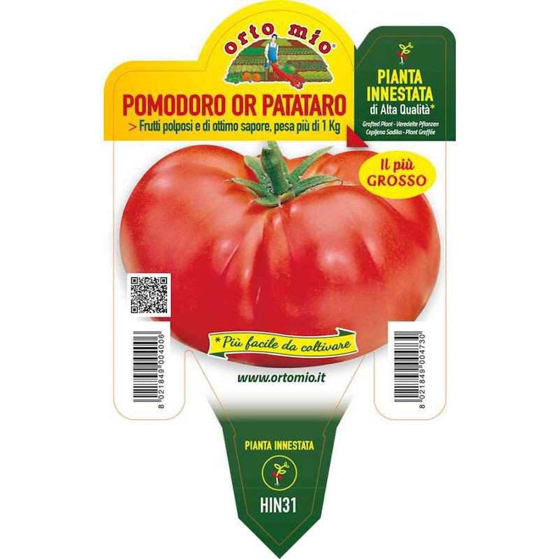 Pianta di Pomodoro...