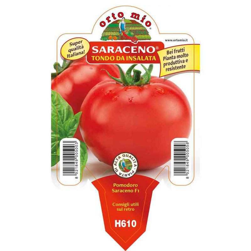 Tondo Saraceno tomatplanta...