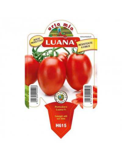 Luana Oval Tomato Plant in Pot