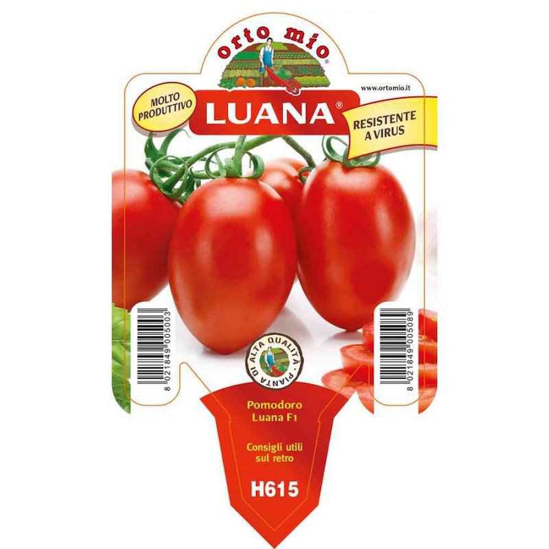 Luana Oval Tomate Plant in Pot