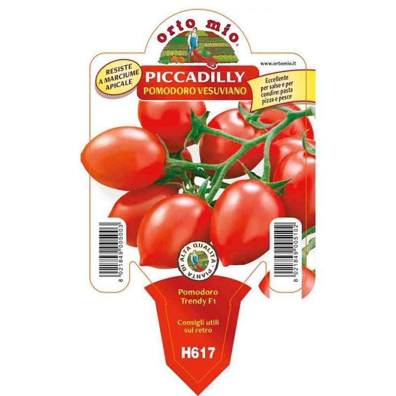 Plant de tomate Piccadilly...
