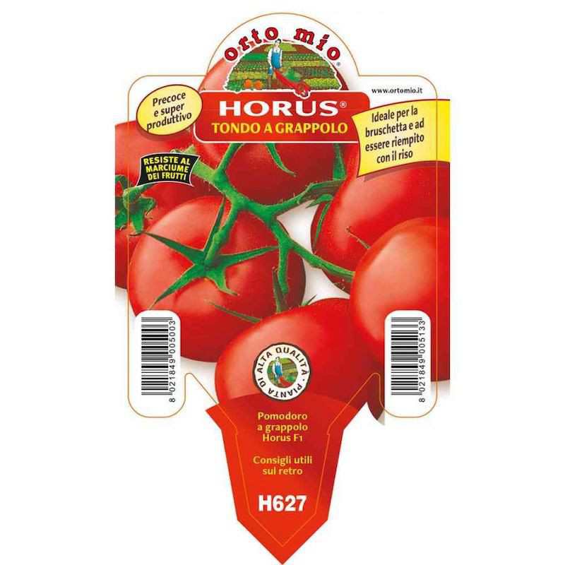 Runda tomatplanta i kruka