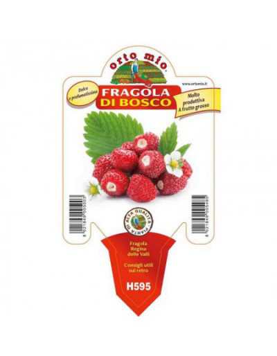 Pianta di Fragola di Bosco...