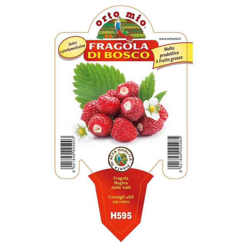 Pianta di Fragola di Bosco...