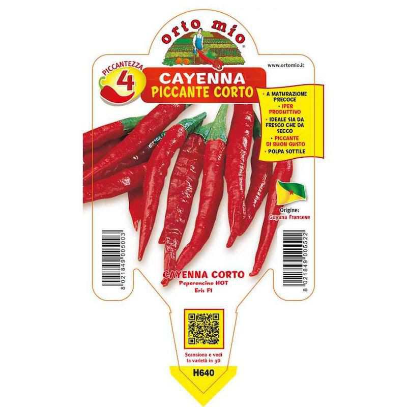 Cayenne-kortpeppar i krukväxt