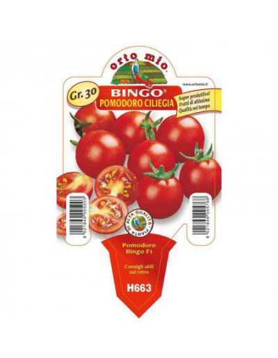 Bingo Cherry Tomato Plant...