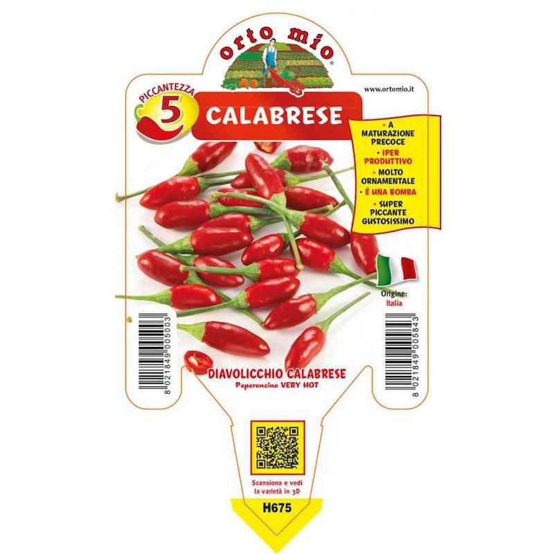 Pianta di Peperoncino... Pianta di Peperoncino...