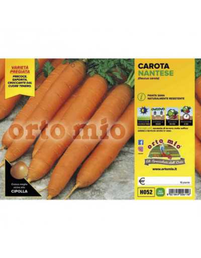 Plants de carottes...