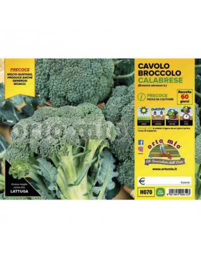 Broccoli Koolplanten Heraklion