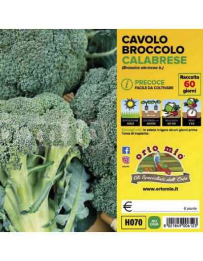 Plants of Cabbage Broccoli...