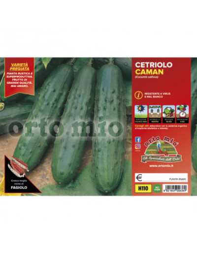 Plantas de pepino clássicas...