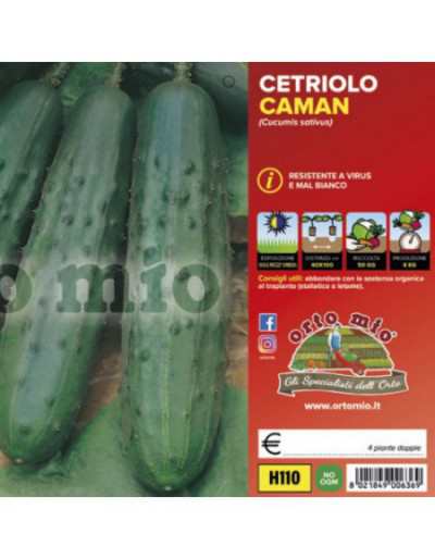 Plantas de pepino clássicas...