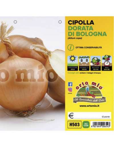 Piante di Cipolla dorata di...