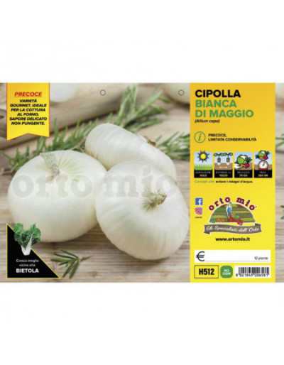 May Flat White Onion Plants
