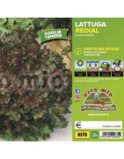 Plantas de lechuga...