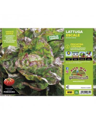 Lettuce Plants 4 Seasons...