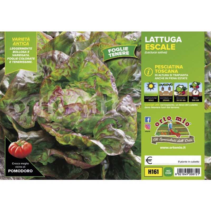 Lettuce Plants 4 Seasons...