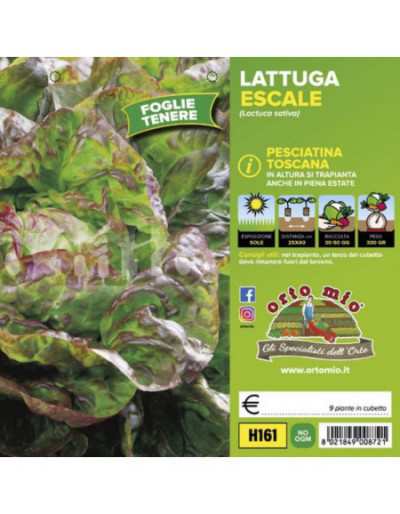 Plantas de lechuga 4...