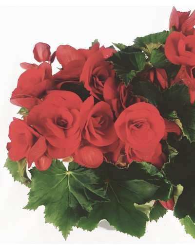 BEGONIA FLOR DOBLE rojo