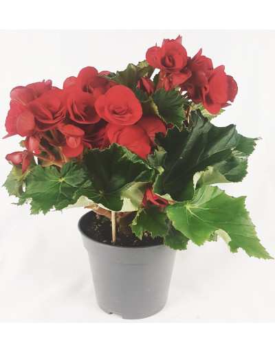 BEGONIA FLOWER DOUBLE red