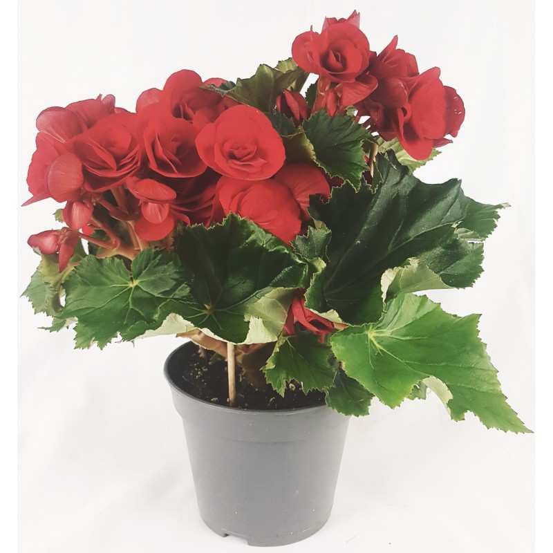 BEGONIA FLOWER DOUBLE red BEGONIA FLOWER DOUBLE red