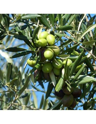 Italienischer Olivenbaum im...