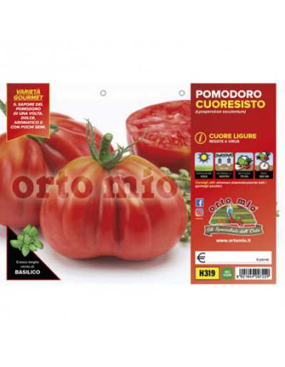 Rośliny pomidora Cuore...