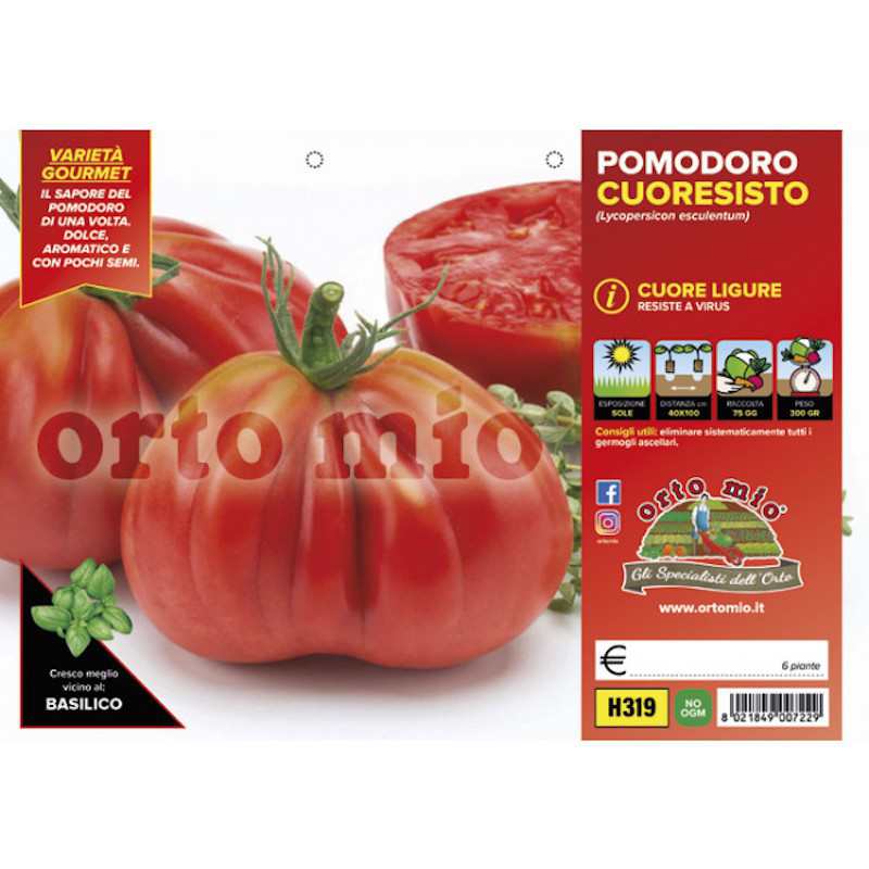 Rośliny pomidora Cuore...