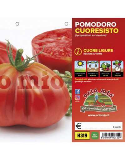 Plantas de tomate Cuore...