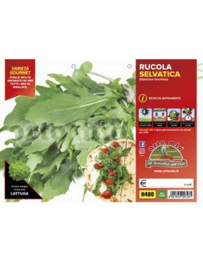 Letizia Wilde Rucola-Pflanzen