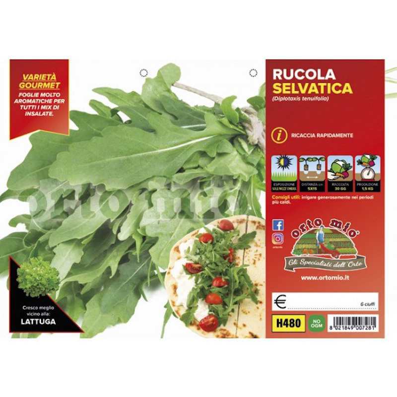 Piante di Rucola Selvatica... Piante di Rucola Selvatica...