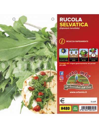 Letizia Wilde Rucola-Pflanzen