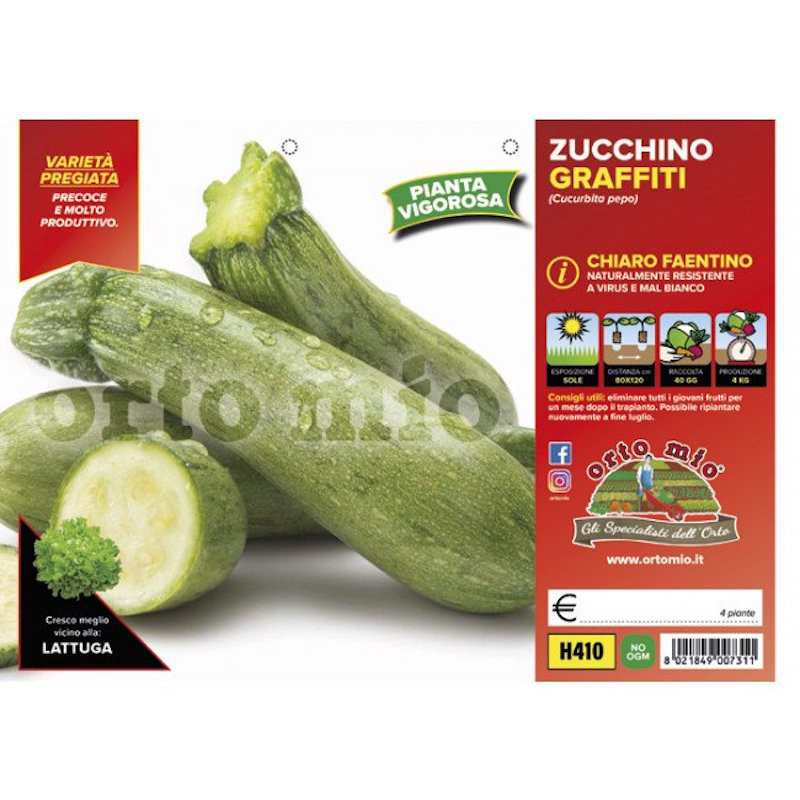 Piante di Zucchino Chiaro...