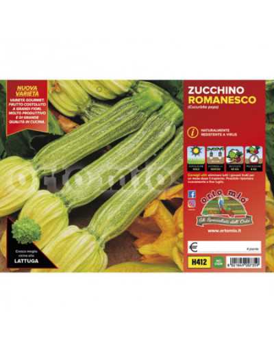 Pflanzen von Zucchini...