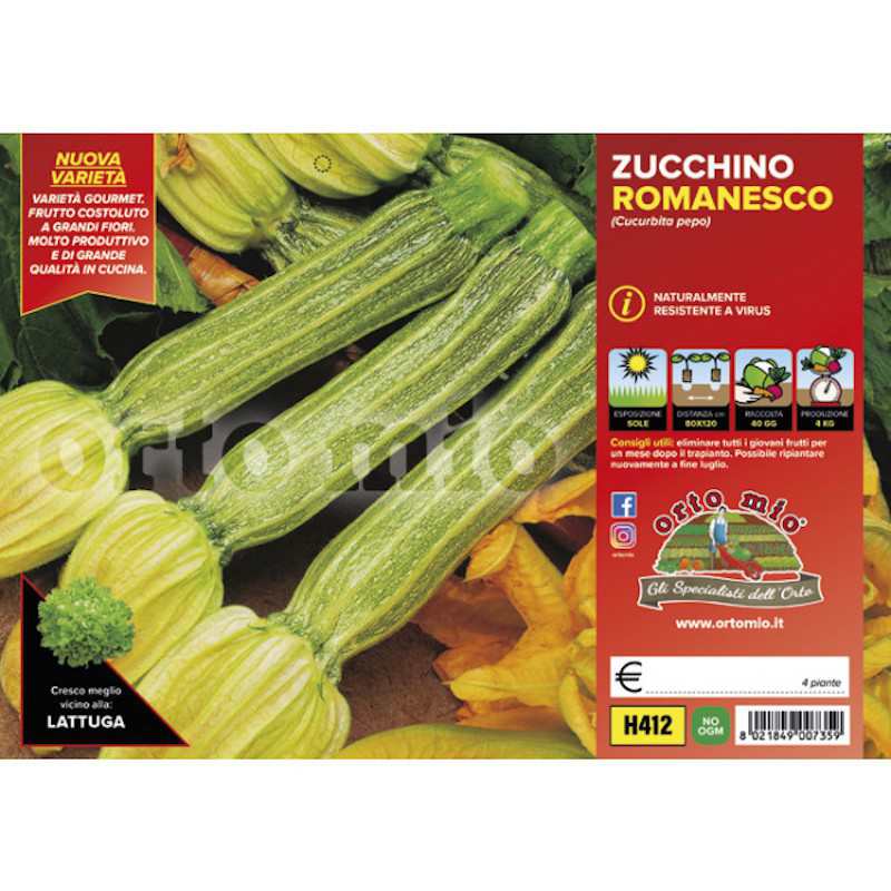Plants of Zucchini...